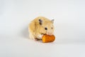 Cute hamster eating carrot on white background Royalty Free Stock Photo