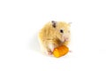 Cute hamster eating carrot on white background Royalty Free Stock Photo