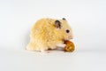 Cute hamster eating carrot on white background Royalty Free Stock Photo