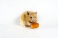 Cute hamster eating carrot on white background Royalty Free Stock Photo