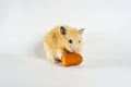 Cute hamster eating carrot on white background Royalty Free Stock Photo