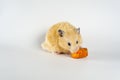 Cute hamster eating carrot on white background Royalty Free Stock Photo