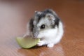 Cute hamster eats apple Royalty Free Stock Photo