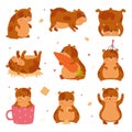 Cute hamster in everyday activities set. Funny brown pet rodent eating, sleeping and relaxing cartoon vector Royalty Free Stock Photo