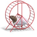 Cute hamster in a hamster wheel Royalty Free Stock Photo