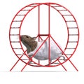 Cute hamster in a hamster wheel Royalty Free Stock Photo