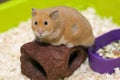 Cute Hamster in his cage Royalty Free Stock Photo