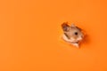 Cute hamster looking out of hole in orange paper. Space for text