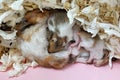 Cute hamster mother with her baby hamster 10 days old Royalty Free Stock Photo