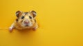 Cute hamster peeking through a small hole in a yellow wall Royalty Free Stock Photo