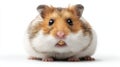 Cute Hamster with Puffed Cheeks Staring Dramatically on White Background Royalty Free Stock Photo