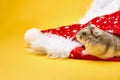 Cute hamster and red christmas decorative hat Royalty Free Stock Photo