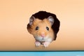 Cute hamster , rodent pet, peeking through the hole in the cardboard. curiosity concept. Generative ai