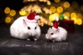 Cute hamster with santa hat on bsckground with christmas lights.