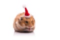 The cute hamster with santa hat isolated on white