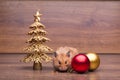 The cute hamster with santa hat on the table