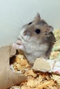 Cute hamster in sawdust wooden house