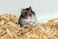 Cute hamster in sawdust wooden house