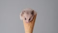 cute hamster sits in an ice cream cone and nibbles it