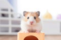 Cute hamster on wooden cube in room, close up view