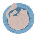 Cute hand drawn cat is sleeping in a cat bed. The cat is curled up in a pet cushion. Kitty asleep lying on a soft pillow Royalty Free Stock Photo