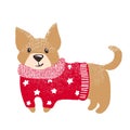 Cute dog in warm winter sweater.
