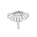 Cute hand drawn flower isolated on white vector illustration. Adorable plant for any festive design.