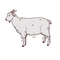 Cute hand drawn illustration with goat