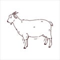 Cute hand drawn illustration with goat