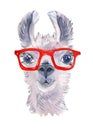 Cute hand drawn llama in bright glasses. Funny animal. Woolen Alpaca from Mexico. Travel