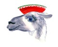 Cute hand drawn llama in national mexican hat. Funny animal Woolen Alpaca from Mexico