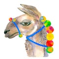 Cute hand drawn llama with national mexican ornaments, bells. Woolen Alpaca from Mexico.