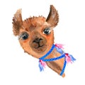 Cute hand drawn llama with national mexican ornaments, bells. Woolen Alpaca from Mexico.