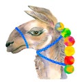 Cute hand drawn llama with national mexican ornaments, bells. Woolen Alpaca from Mexico