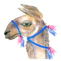 Cute hand drawn llama with national mexican ornaments, bells. Woolen Alpaca from Mexico.