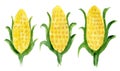 Cute hand drawn watercolor fresh yellow corns