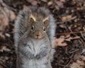 WHAT ARE YOU LOOKING AT ?SQUIRREL Royalty Free Stock Photo