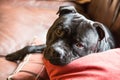 Cute handsome staffordshire bull terrier dog lying on a sofa