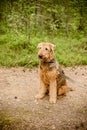 Cute happy Airedale Terrier portrait in summer forest. portrait photography of a dog - rare breed airedale terrier Royalty Free Stock Photo