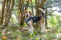 Cute happy Beagle dog wandering in the forest