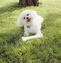 Cute, happy, Bichon Frise dog with clean white fur playing with chew toy bone outdoors on grass lawn Royalty Free Stock Photo