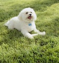 Cute, happy, Bichon Frise dog with clean white fur playing with chew toy bone outdoors on grass lawn