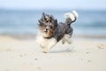 Cute and happy Bichon Havanese dog running on the beach on a bright sunny day Royalty Free Stock Photo