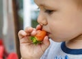 Cute happy boy eating strawberry, outdoor in garden