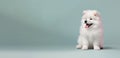 Cute happy boy samoyed puppy banner. blue background. Empty copy space on the side. Created with generative AI Royalty Free Stock Photo