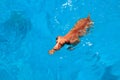 Cute happy brown dog swimming in blue water. Red Sea. Sunny beach and sea with deep water landscape. Day rest at the beach,