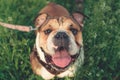 Happy bulldog runs in the meadow. Funny smiling English bulldog. Cute Young english bulldog playing in green grass Royalty Free Stock Photo