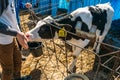 Cute happy calf in calf-house on Dairy Factory