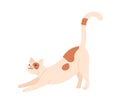 Cute happy cat stretching itself on front paws with tail up. Adorable funny kitty smiling. Friendly kitten. Flat vector