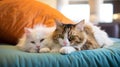 Cute happy cats at pet friendly hotel, holidays trip with pet concept. Generative AI